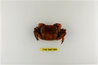 藏品(硬毛假方蟹)的圖片